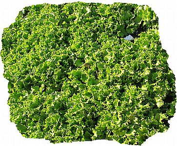 Curly Salad (Salata creata), 0.7lb (350g)